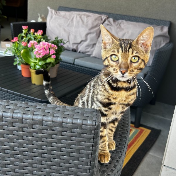 Photo de Micia