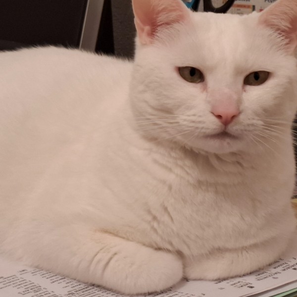 Pâquerette