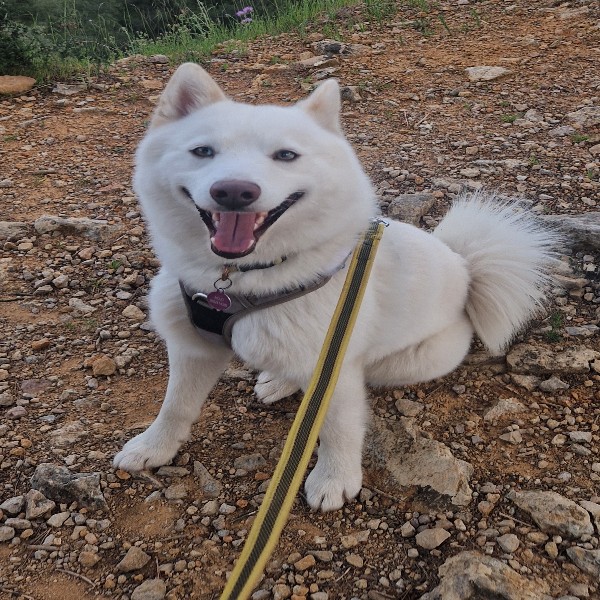 Mojo