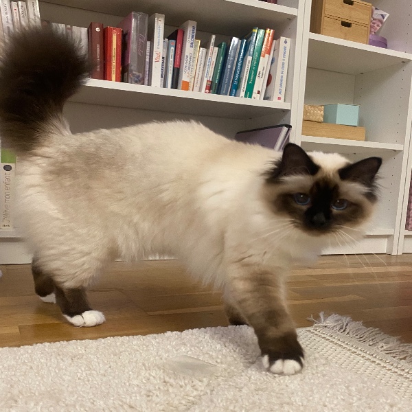 Photo de Vaiana