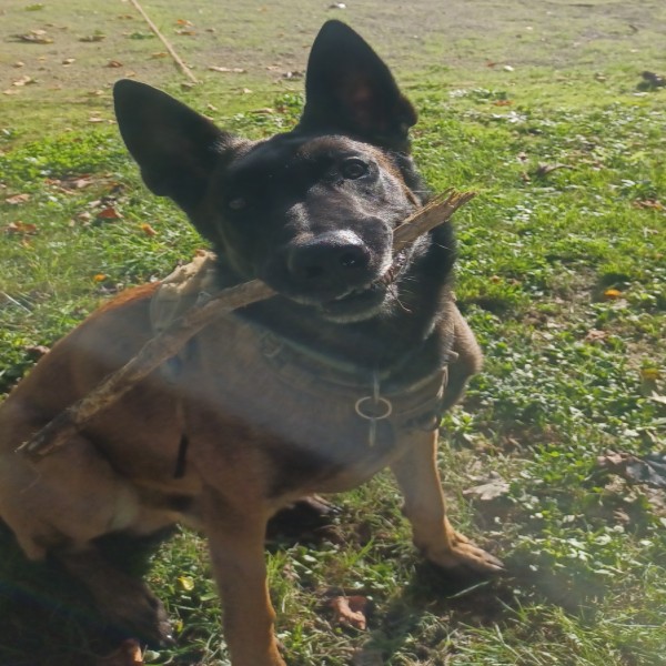 Drago