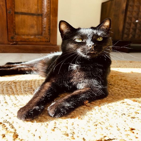Syrah