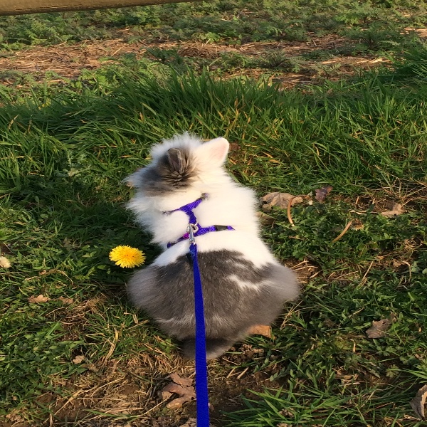 Guillie