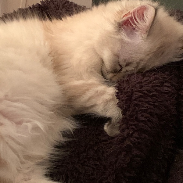 Willow
