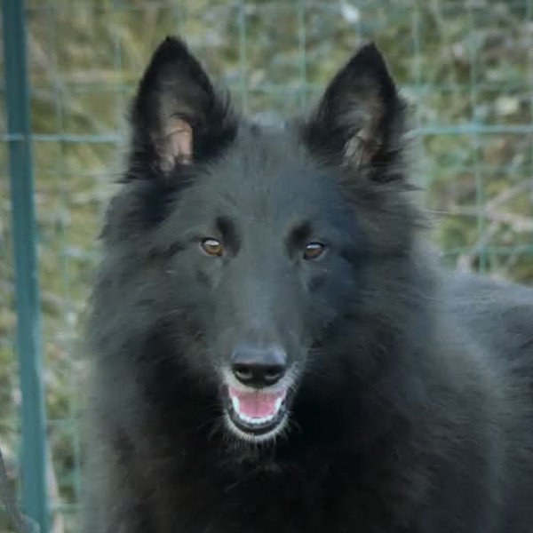 Talvi