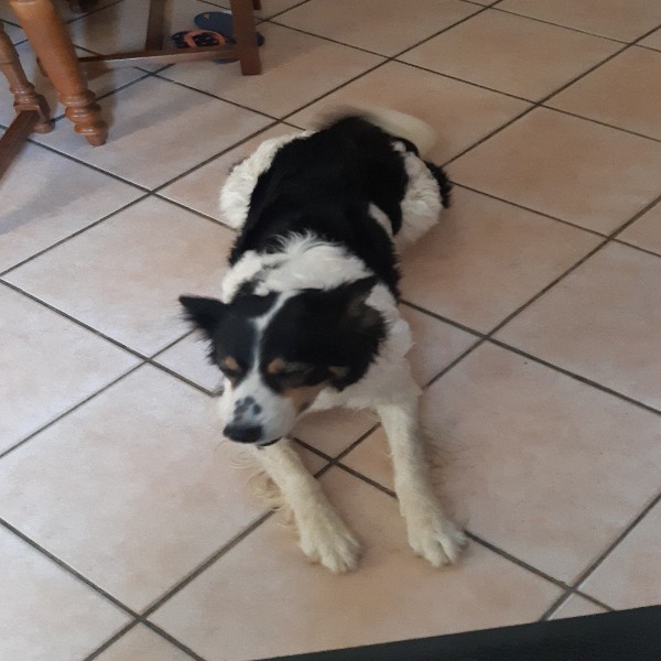 Ostrale