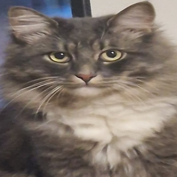 Yuki