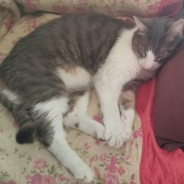 Photo de Mika