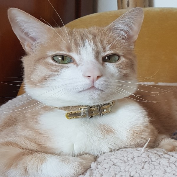 Photo de Foxy