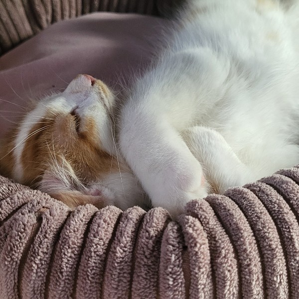 Photo de Sushi
