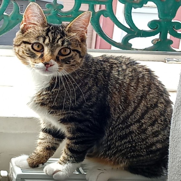Simba
