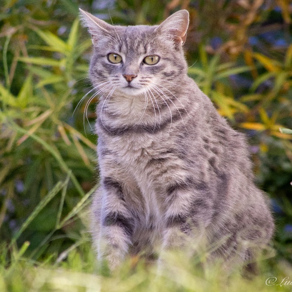 Choupette