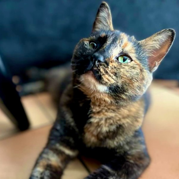 lola