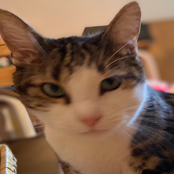 Photo de Sushi