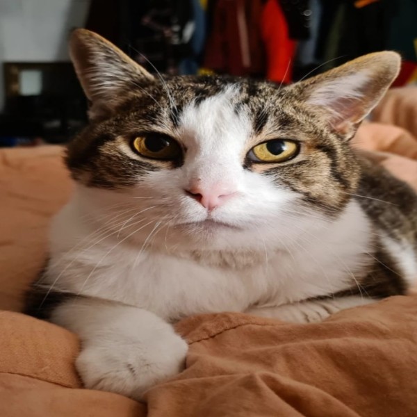 Gaston