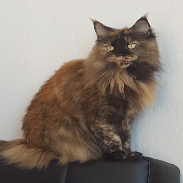 Photo de Fantasia