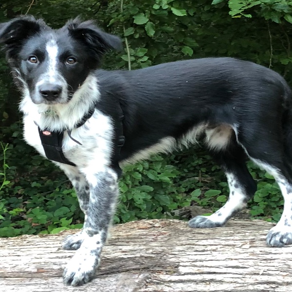 Milou
