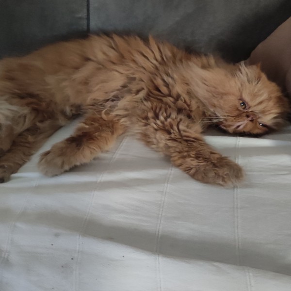 Photo de Garfield