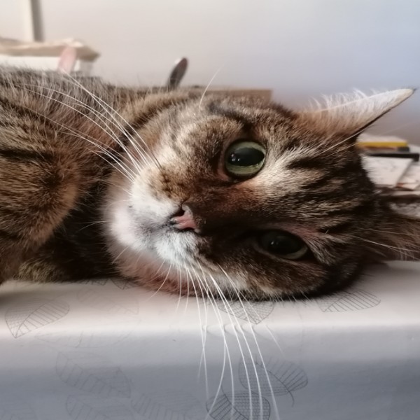 Photo de Tigrou