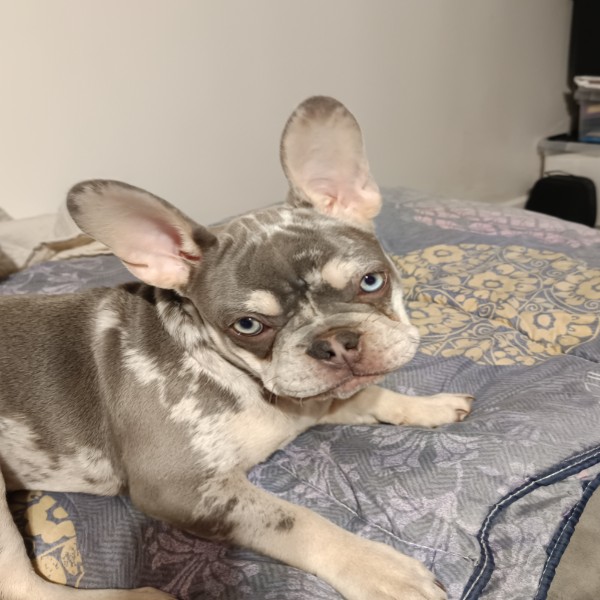 Photo de Meeko