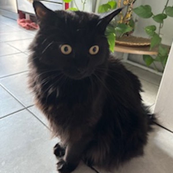 Felix