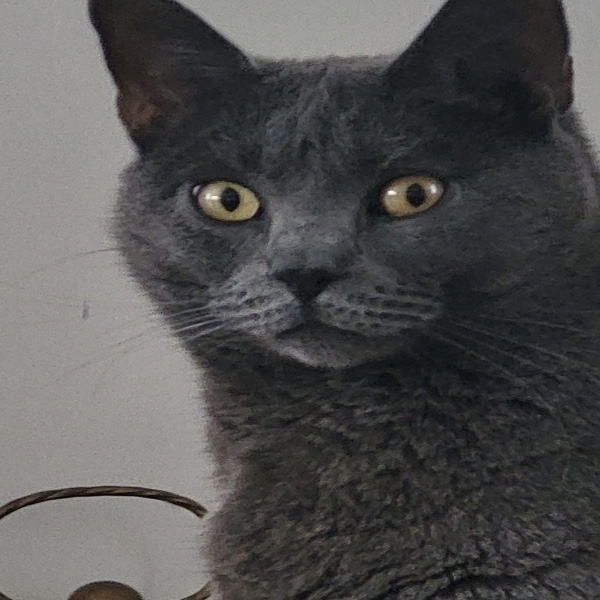Ramses