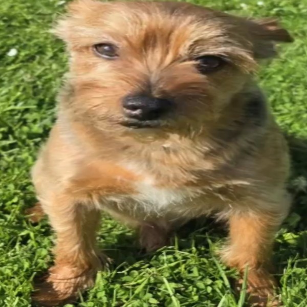 Benji