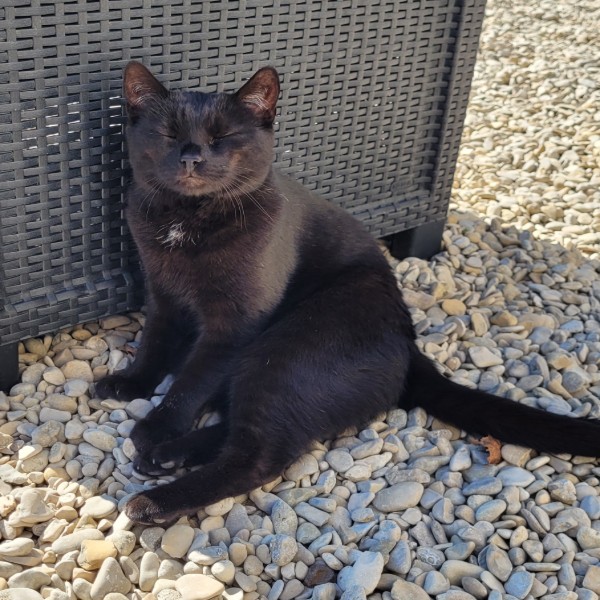 PETE