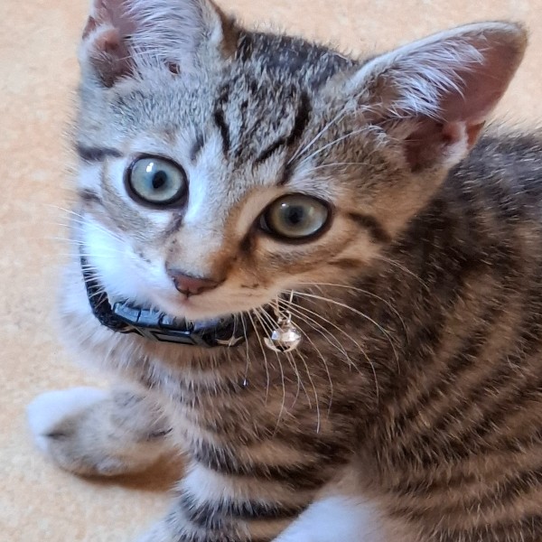 SAMBA