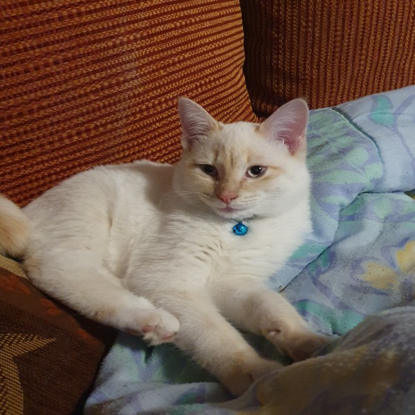 Bidoo