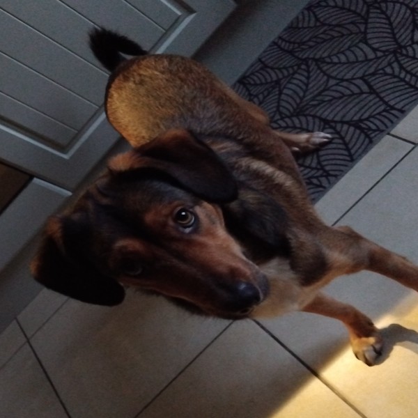 Biscuit