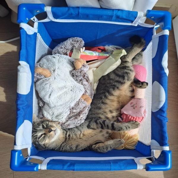 Chatouille
