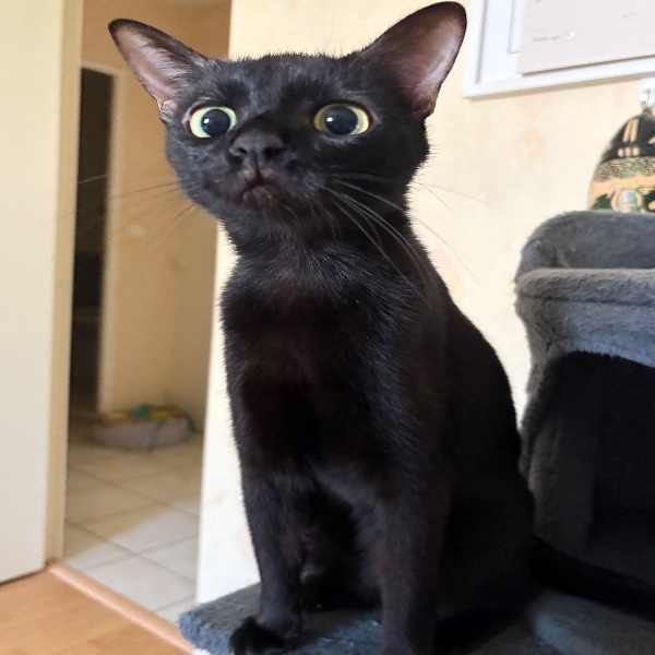 Berlioz