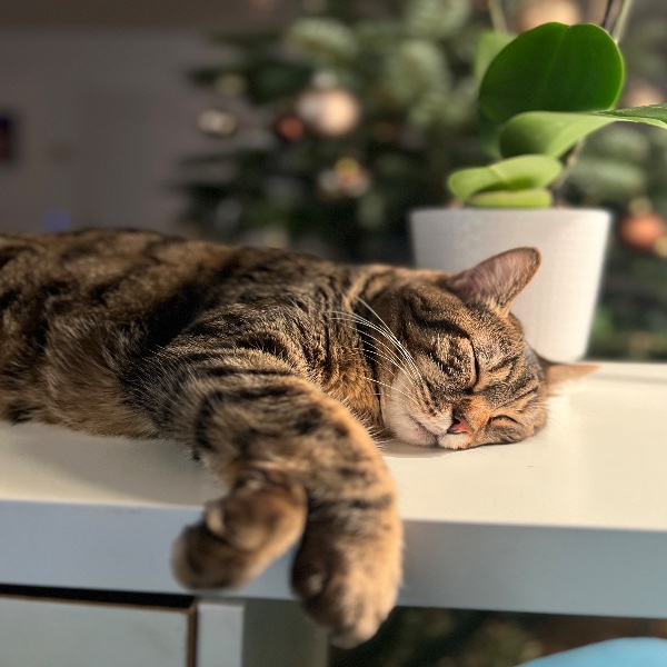 Chat