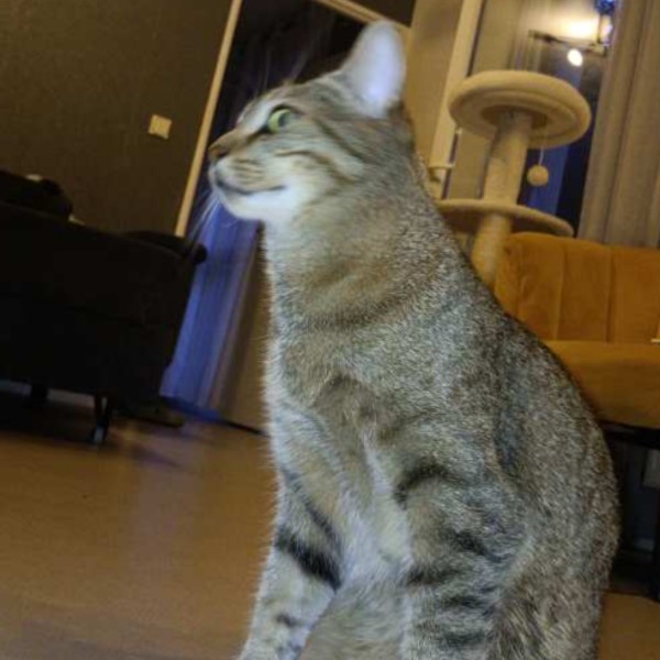 Simba