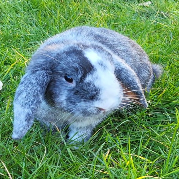 Photo de Boster