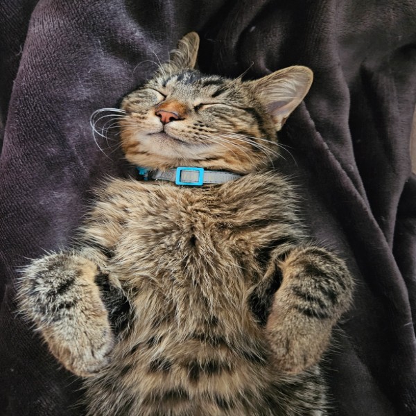 Photo de Kobe