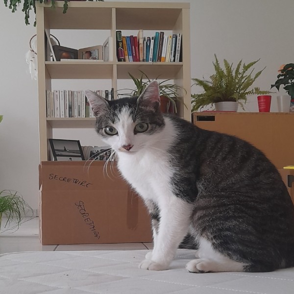 Romeo