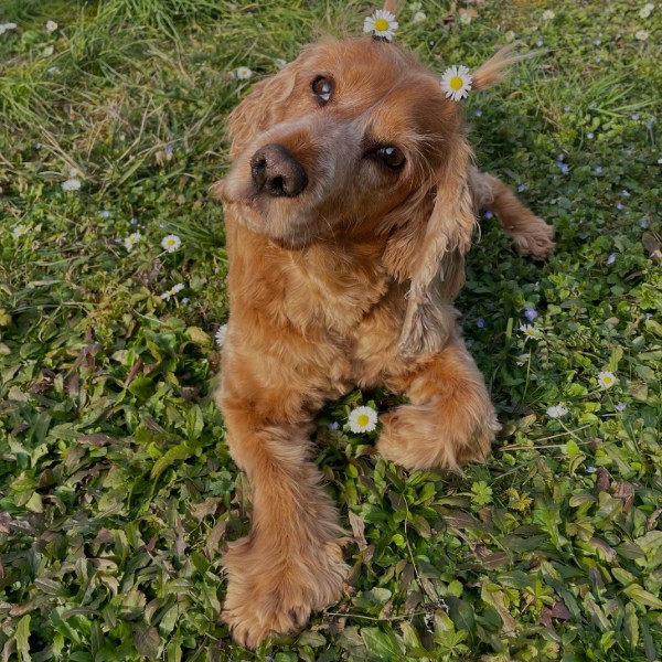 Photo de NIKI