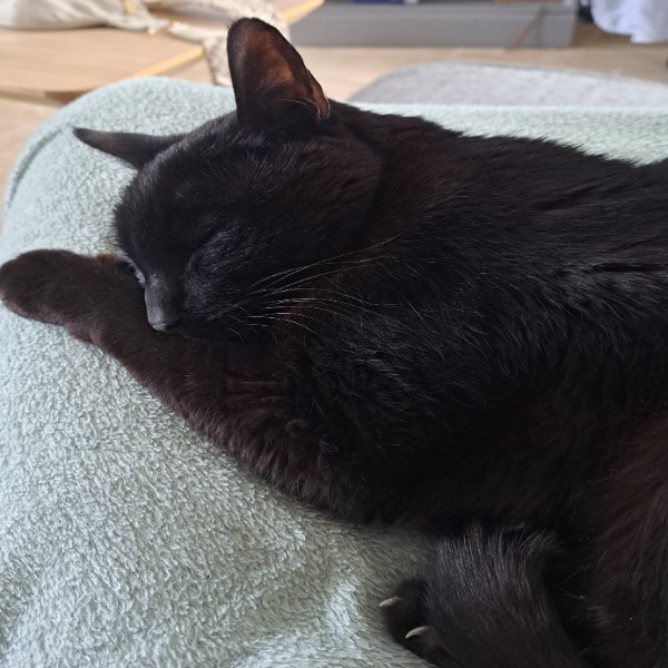 Photo de Bagheera