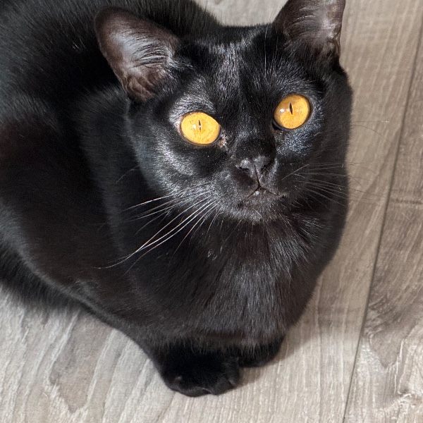 Photo de Simba