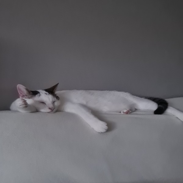 Photo de Papouille