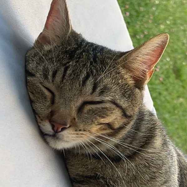Photo de Chinouille