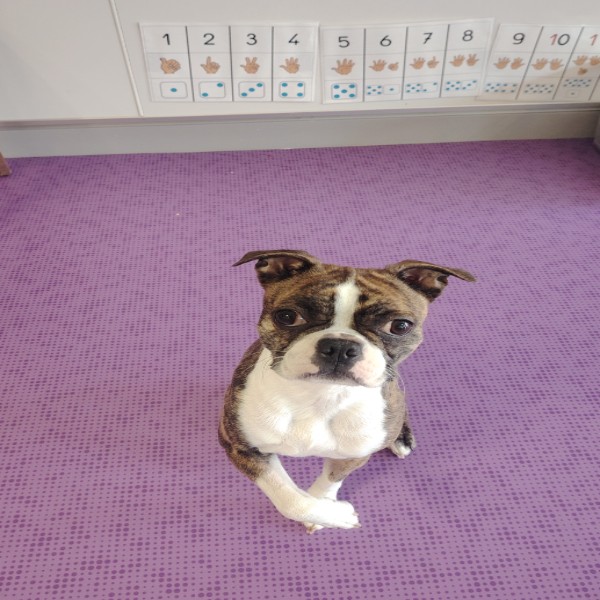 Photo de Nala
