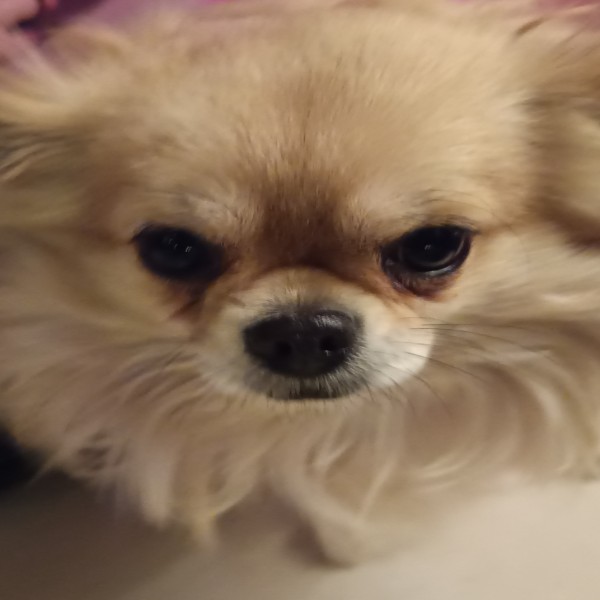Photo de Tiny