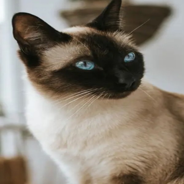 Kimie