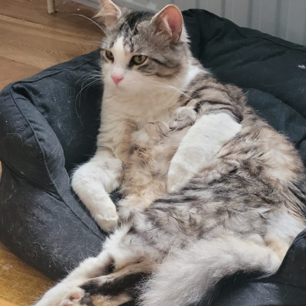Photo de Totoro