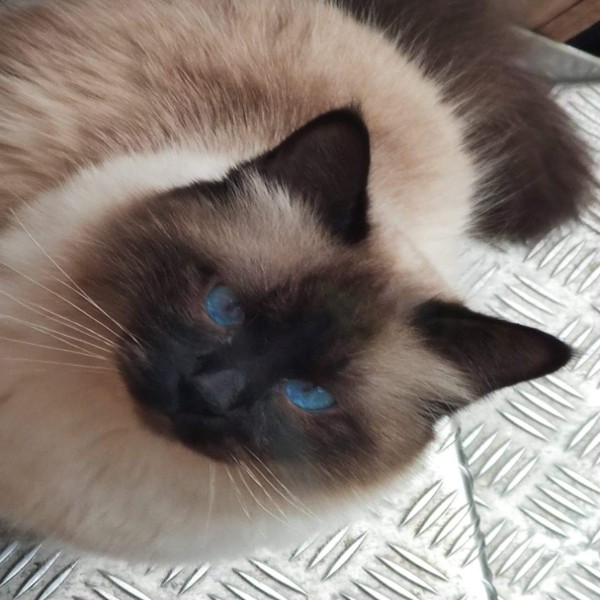 Photo de O'Malley