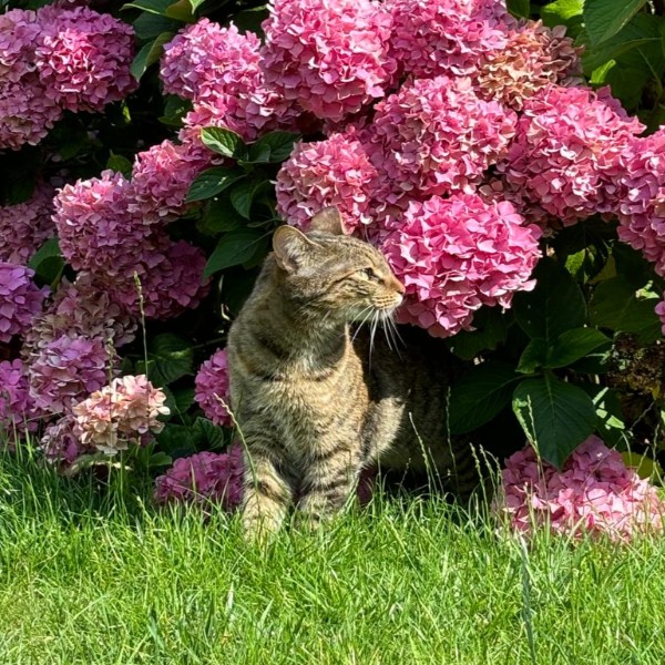Photo de Gnocchi