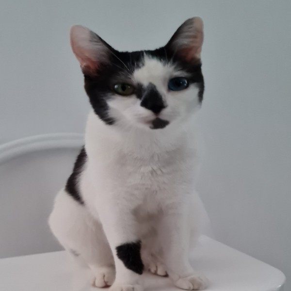 Photo de Kuri